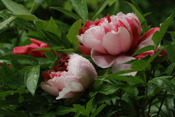 雨露牡丹花