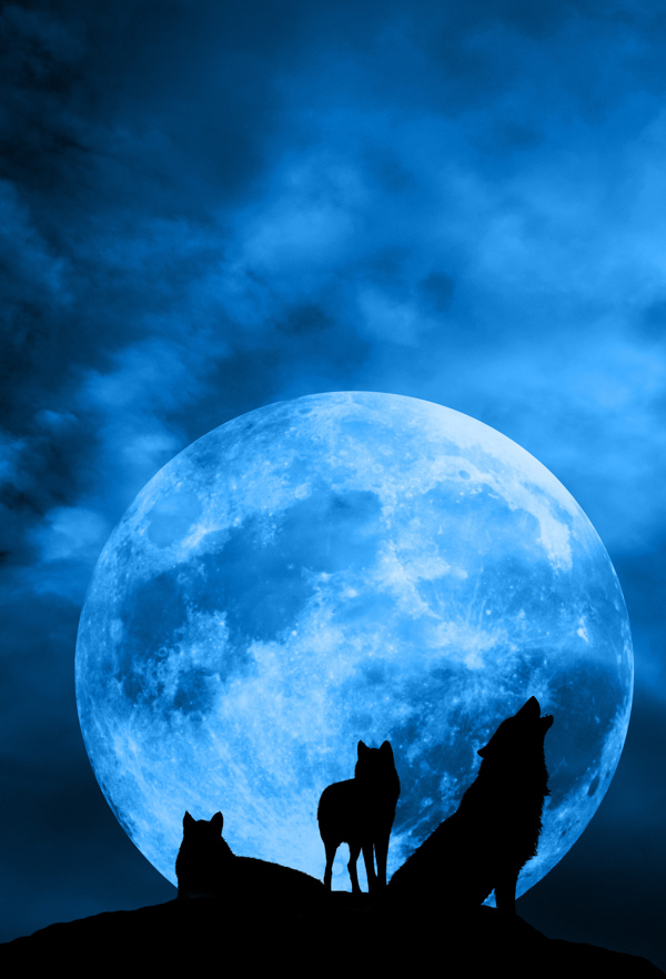 月亮底下的狼图片