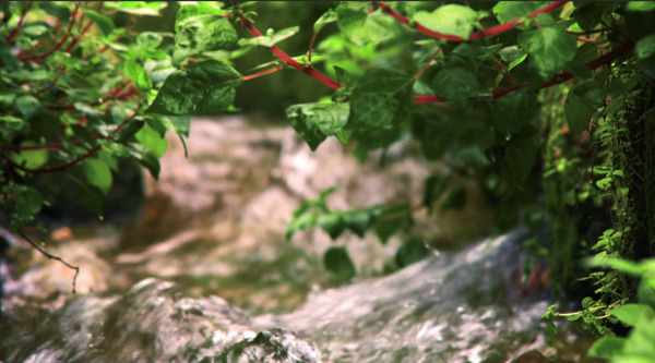 清澈水流绿草茂盛生长镜头变焦特写自然景色高清视频拍摄免费下载