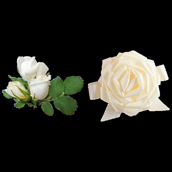 两朵白玫瑰免抠png透明图层素材