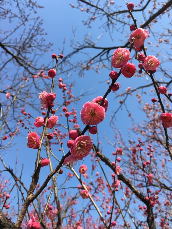 梅花的春天