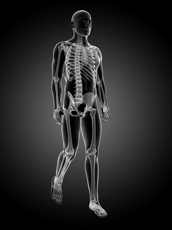 男性骨骼结构图片