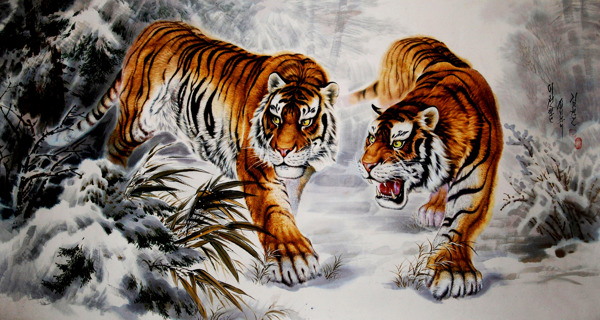 冬天的虎图片