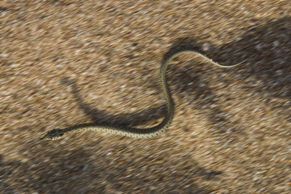 沙地上的蛇图片