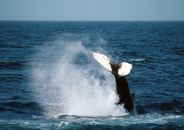鲸鱼摄影图片