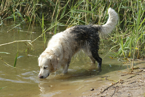 水里的白狗