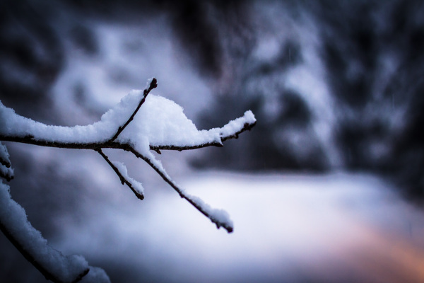 美丽树枝上的雪图片
