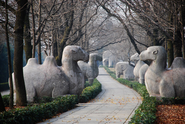 南京明孝陵神道骆驼与象