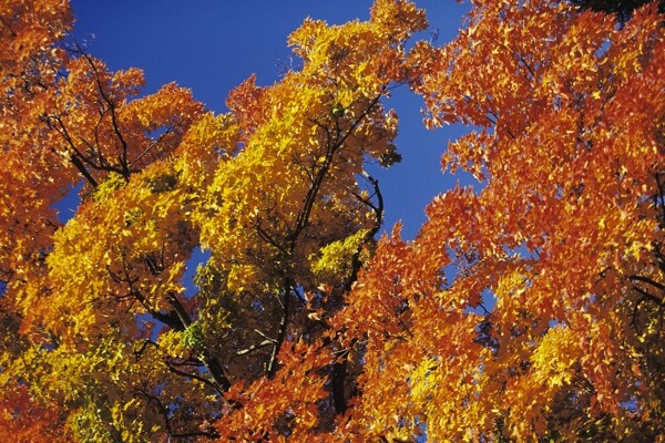 秋季的枫树美景