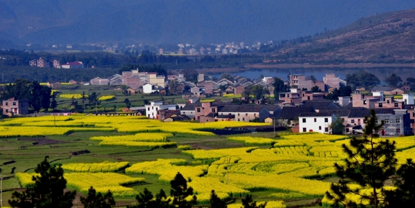 油菜花美景图片