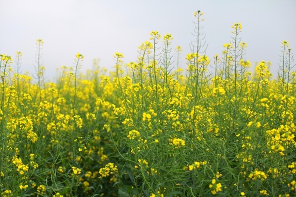 油菜花背景图片