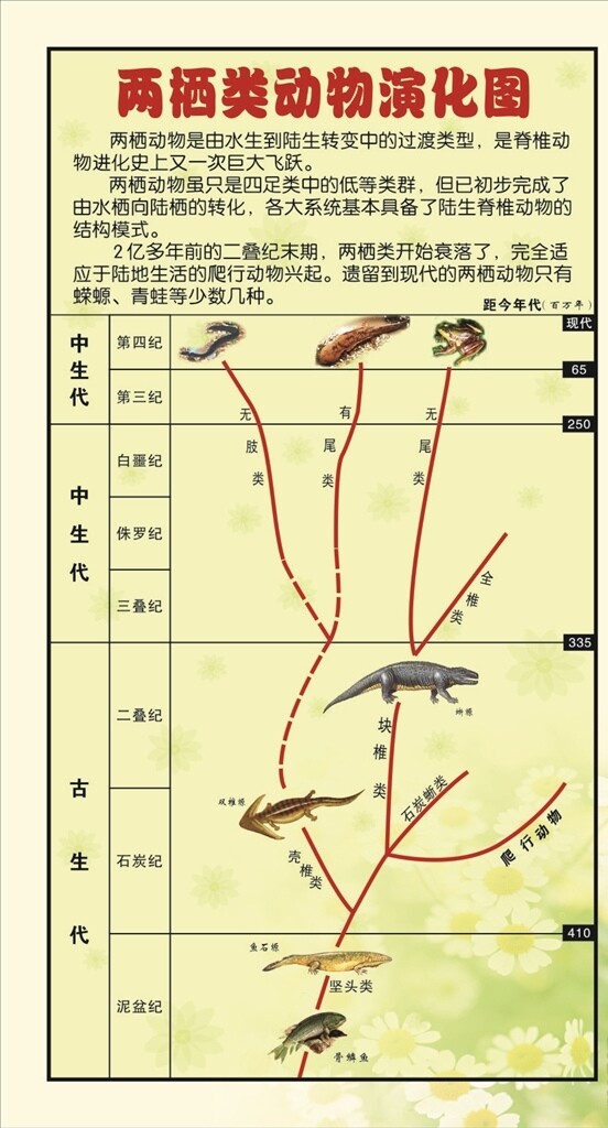 生物展板两起动物演化图