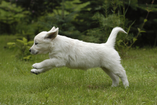 在草地上奔跑的小狗