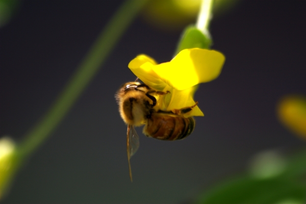 蜜蜂图片