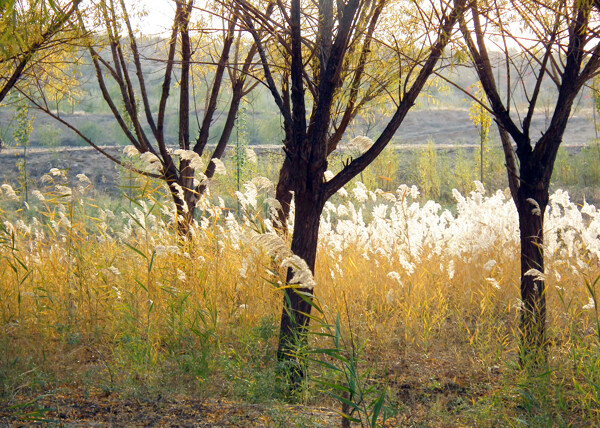 秋天树下的芦苇草图片