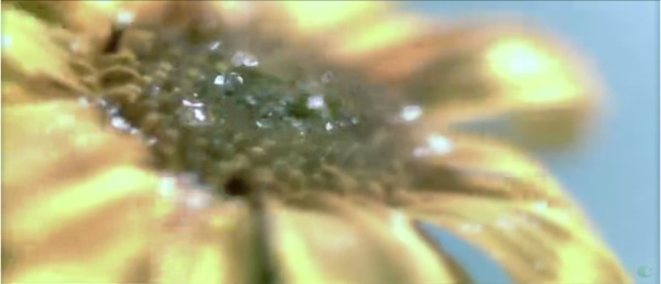 雨中的葵花雨水拍打在花朵上高清实拍视频素材