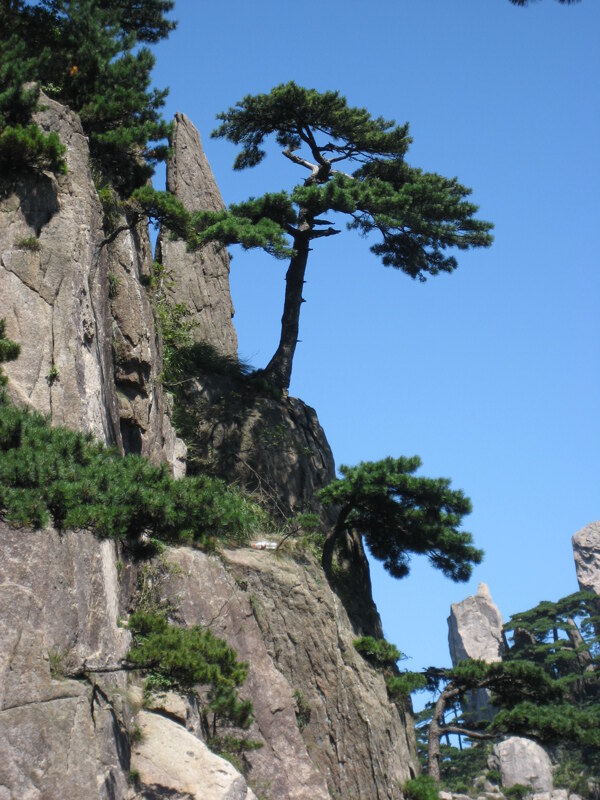 山崖松树