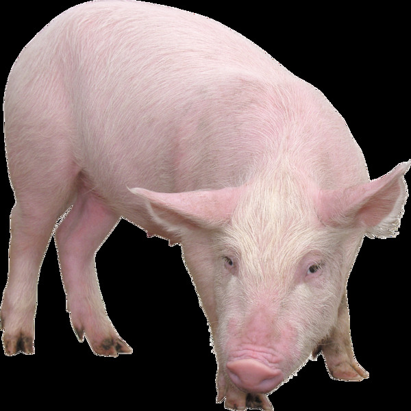 一只小猪免抠png透明图层素材