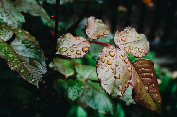 雨中叶