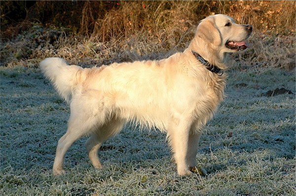 大型金毛犬图片