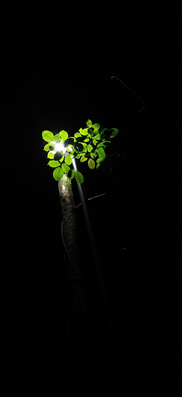 黑夜路灯下的树叶