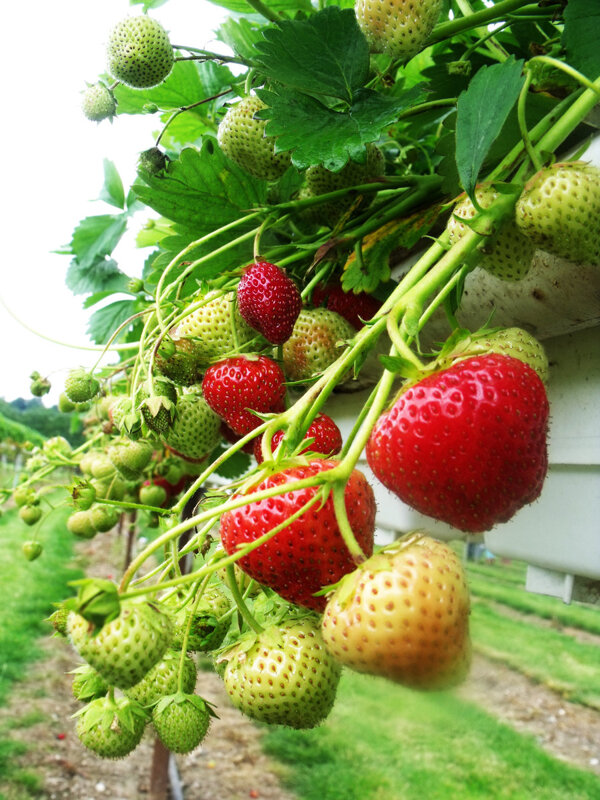 草莓果园图片