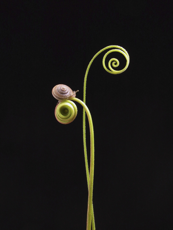在植物上爬行的蜗牛