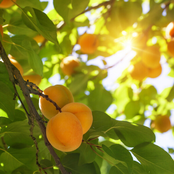 杏树上的杏子