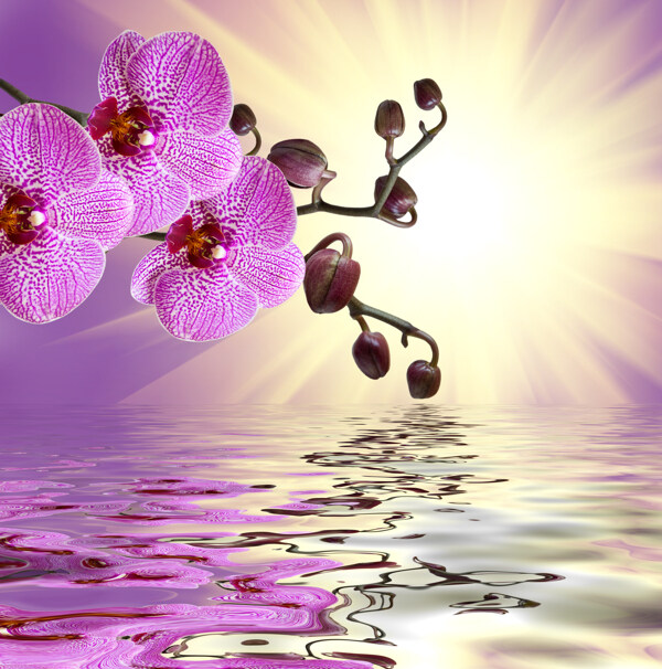 紫色鲜花与水面倒影图片