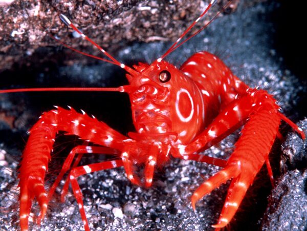 龙虾海底龙虾图片