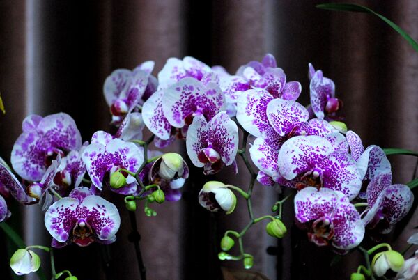 美丽的蝴蝶兰花卉图片
