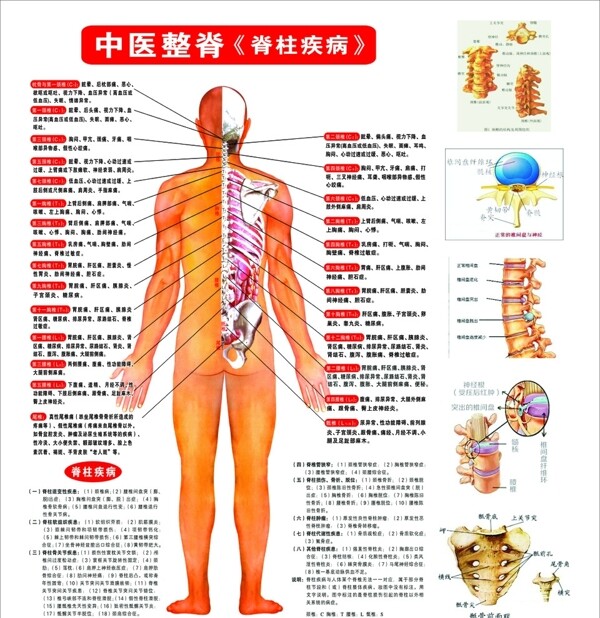 脊柱图图片