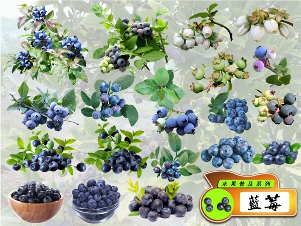 psd水果普及系列之蓝莓