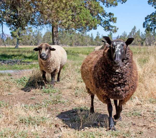 边境莱斯特和彩色洛兰考羊羊