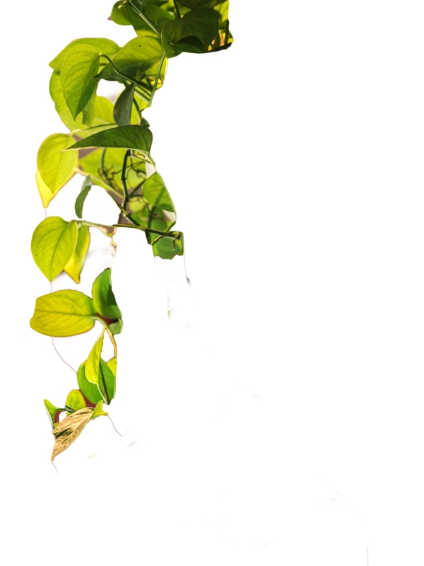 绿色吊兰植物装饰