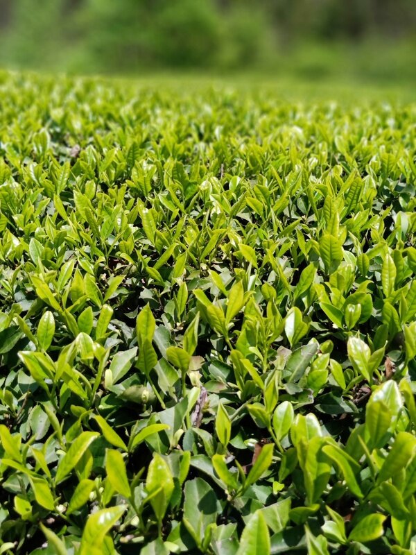 茶叶绿茶春茶茶园