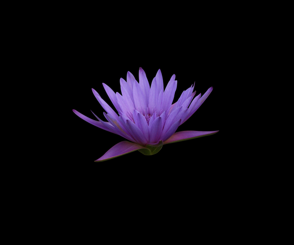 位图植物花朵睡莲写实花卉免费素材