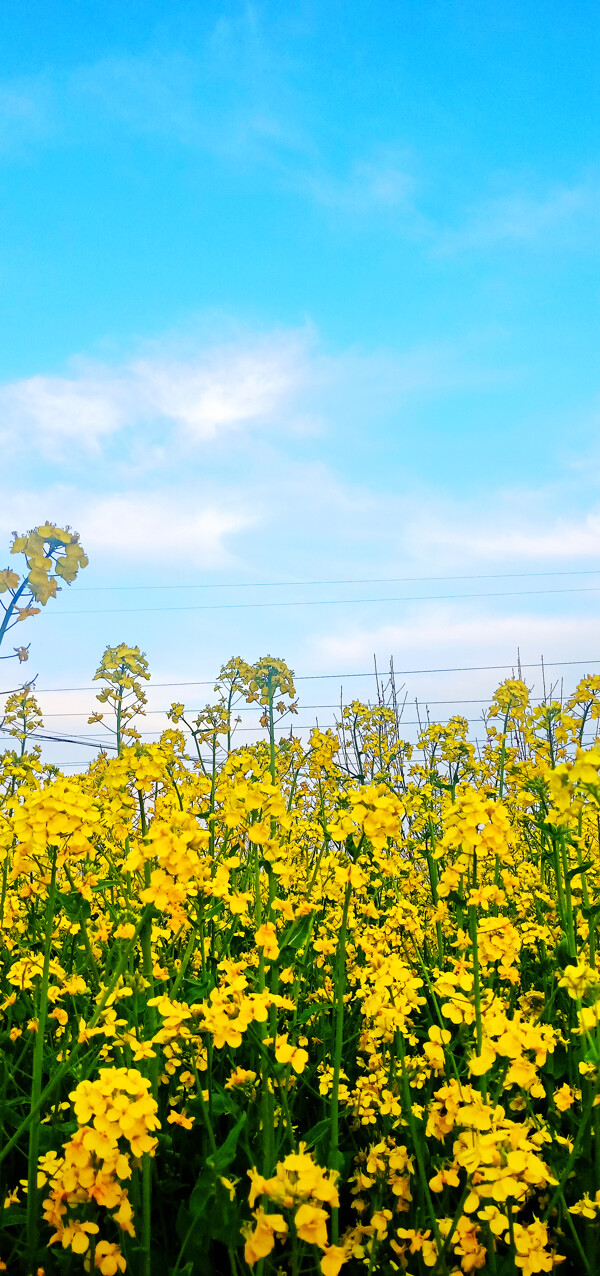 油菜花