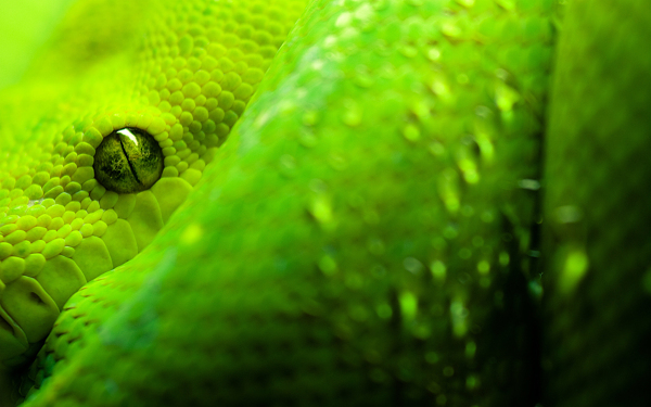 绿色蟒蛇背景素材