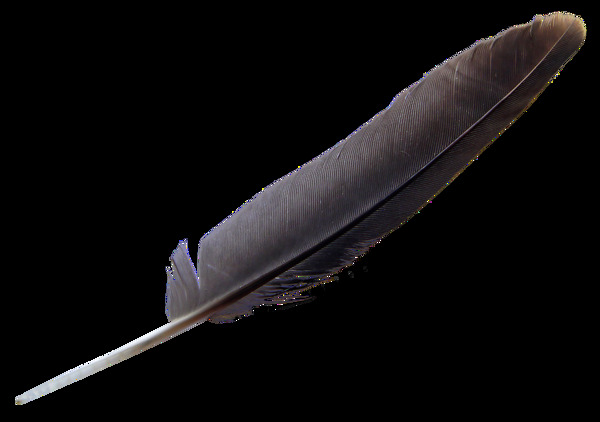 黑色漂亮羽毛免抠png透明图层素材