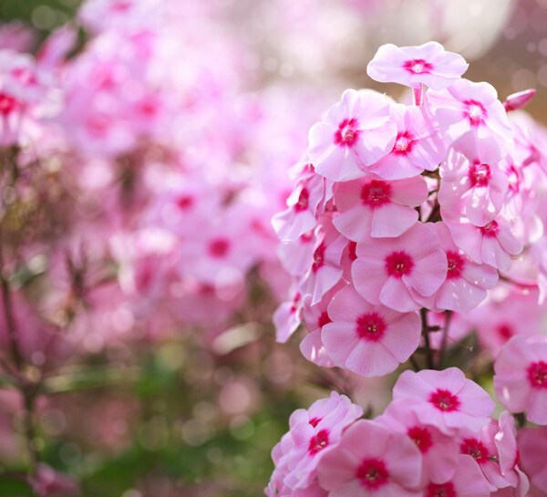 粉红色花朵图片
