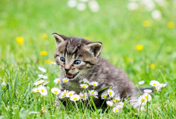 草丛里可爱的小花猫
