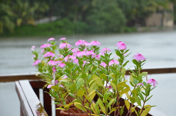 雨中小花图片