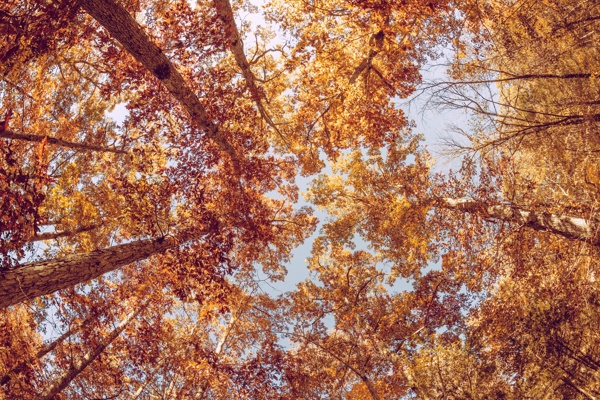 深秋季树林风景
