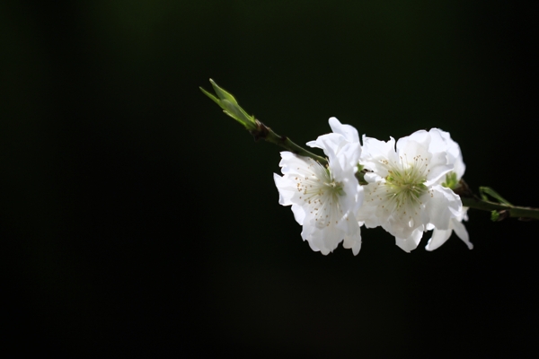 碧桃花