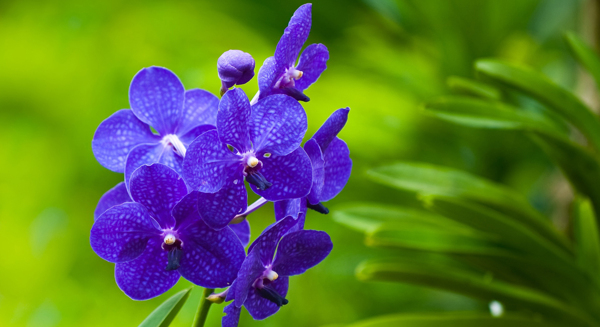位图植物花朵写实花卉紫罗兰免费素材