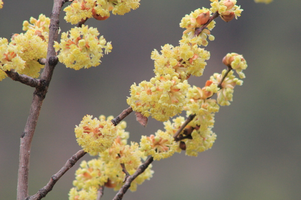 野山胡椒花图片