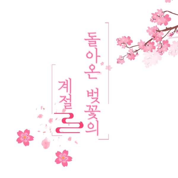 樱花季回到韩国