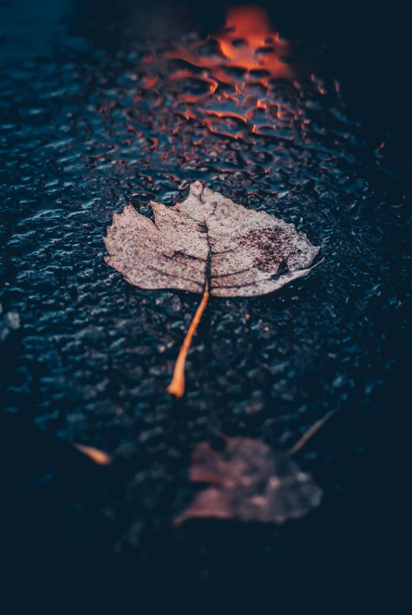 雨中叶