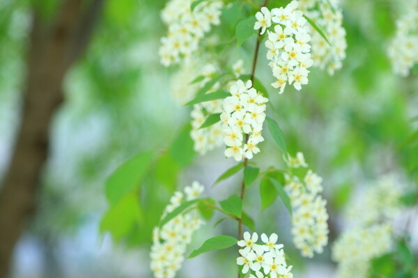 小白花图片